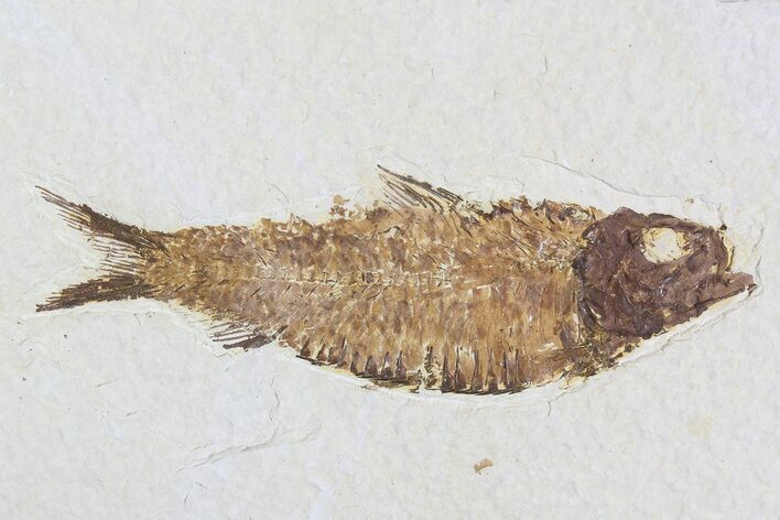 Knightia Fossil Fish - Wyoming #75874